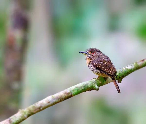 Oiseau Soufflé Moustachu Blanc Dans Les Forêts Épaisses Panama — Photo