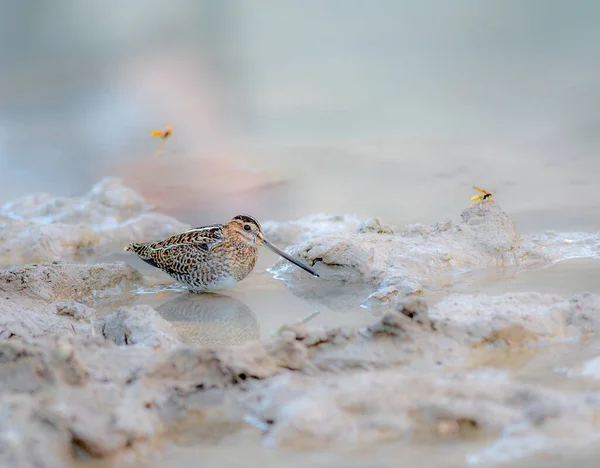 Wilsons Snipe Vadear Nos Pântanos Texas Eua — Fotografia de Stock