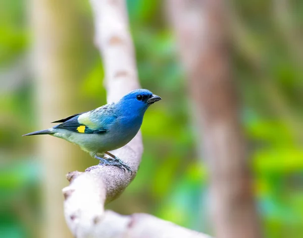 Yellow Winged Tanager Perched Tree Gautemala —  Fotos de Stock