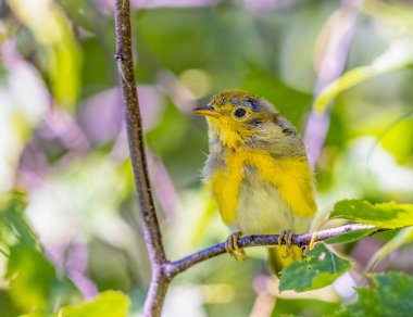 Juveline American Yellow Warbler ağaçta tünemiş ailesinin ona yemek getirmesini bekliyor.