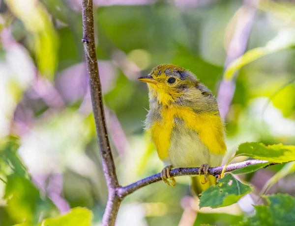 Juveline American Yellow Warbler Perched Tree Waiting Its Parents Bring — ストック写真