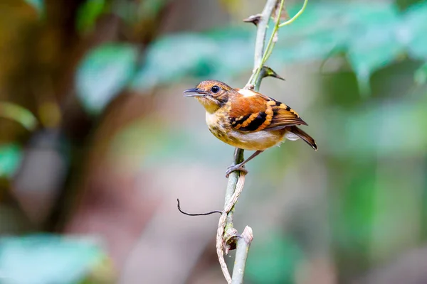 Плямистий Птах Сидів Гілці Дерева Спостерігав Роєм Мурашок Панамі — стокове фото