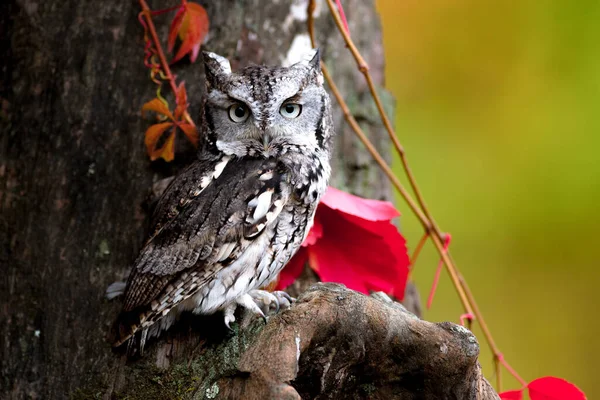 Eastern Screech Coruja Tentando Camuflar Com Árvore — Fotografia de Stock