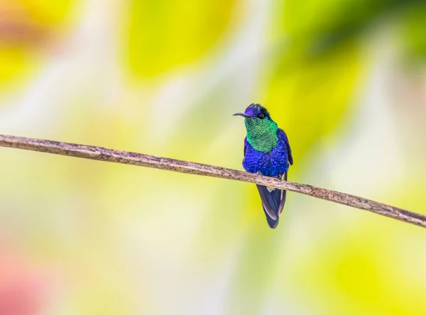 Crowned Woodnymph Perched Tree Colombia — Stock Photo, Image