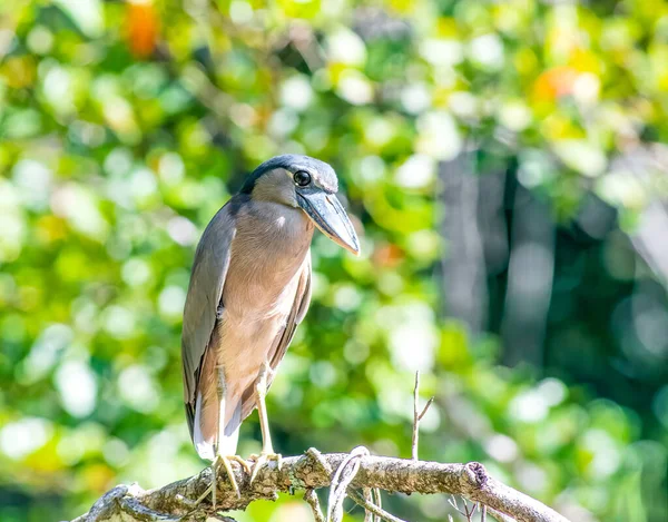 Boat Billed Heron Perched Dead Tree Lake Tikal Guatemala — Stok fotoğraf