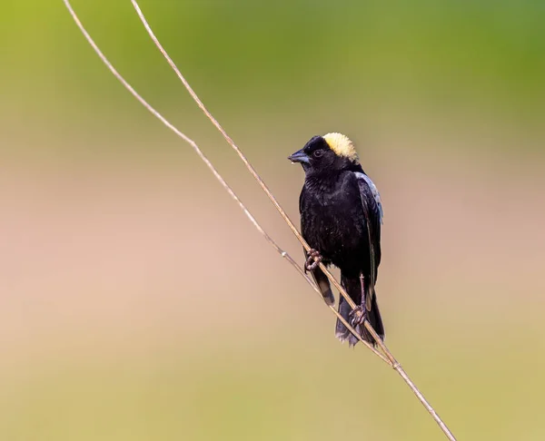 Bobolink Perched Tall Grass Singing His Hearts Out Michigan — Fotografia de Stock