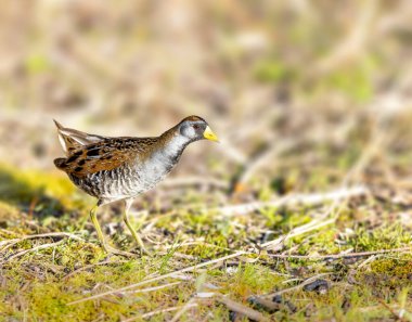 Sora rail or sora crake looking for food by a lake in Michigan clipart