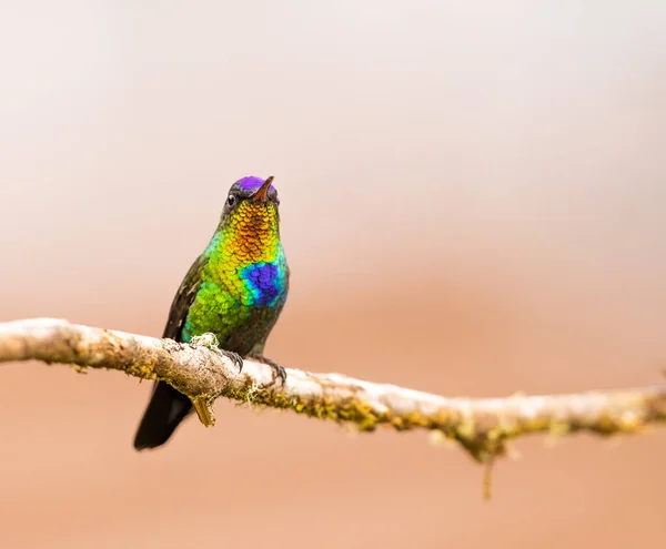 Fiery Throated Hummingbird Perched Dead Branch Costa Rica — Fotografia de Stock