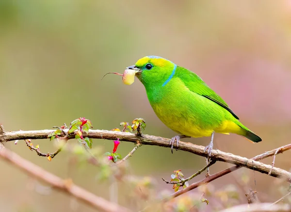 Golden Browed Chlorophonia Munching Fruits Costa Rica — Stock Fotó