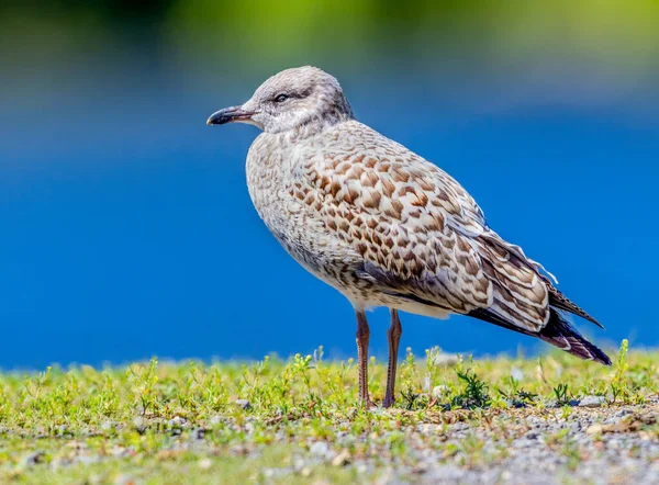 Herring Gull taking a break by a lake in Canada