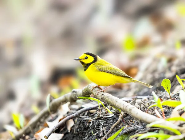 Warbler Encapuzado Que Forrageia Para Comida Chão Michigan — Fotografia de Stock