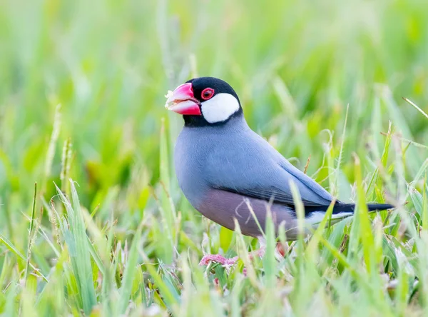Java Finch Foraging Food Grass Hawaii — Photo