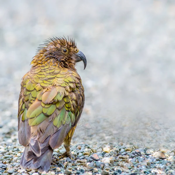 Kea Papagaio Alpino Forrageamento Para Alimentos Ilha Sul Nova Zelândia — Fotografia de Stock