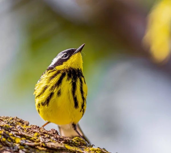 Magnolia Warbler Desfrutando Calor Sol Ohio — Fotografia de Stock