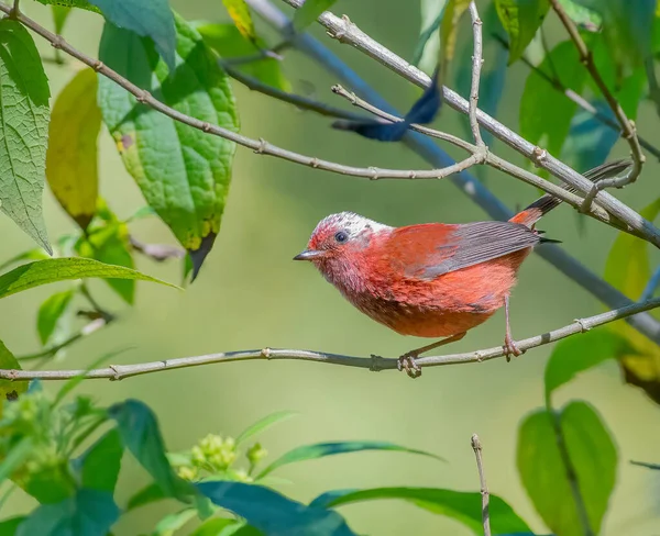 Pink Headed Warbler Perched Tree Guatemala — Foto de Stock