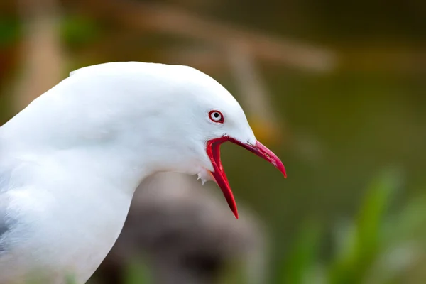 Red Billed Gull Guarding Its Nest Chicks New Zealand —  Fotos de Stock
