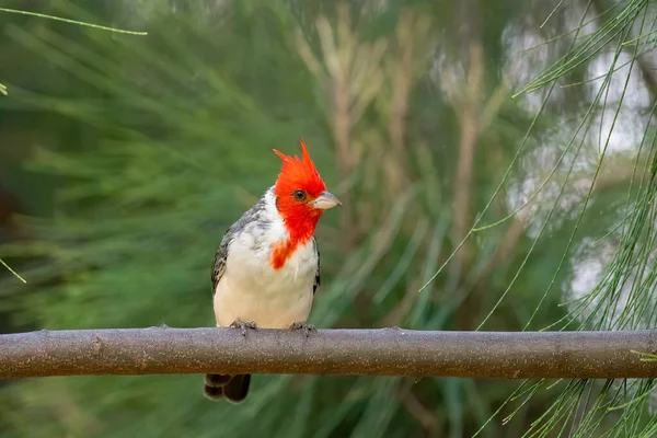 Red Crested Cardinal Perched Tree Hawaii — Stok fotoğraf