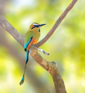 Turkuaz kaşlı motmot El Salvador 'da bir ağaca tünemişti.