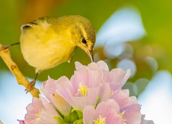 Tennessee Warbler Drinking Nectar Flowers Salvador — Zdjęcie stockowe