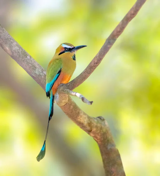 Turquoise Browed Motmot Perched Tree Salvador — Stok fotoğraf