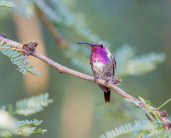 Lucifer Colibri Perché Sur Une Branche Arbre Arizona — Photo