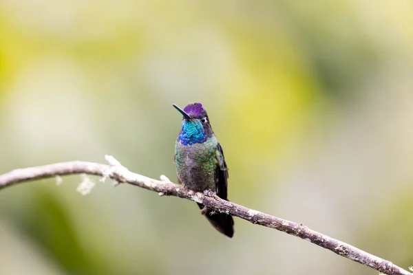 Talamanca Kolibřík Usazený Větvi Stromu Kostarice — Stock fotografie