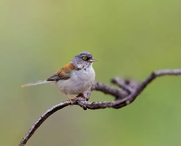 Sarı gözlü junco Arizona 'da bir ağaç dalına tünemişti.