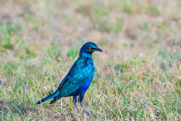 Greater Blue Eared Starling Sedí Zemi Keni — Stock fotografie