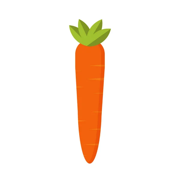 Fresh carrot isolated on white Background. Vegetables