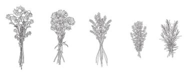 Geleneksel tıbbi şifalı bitkiler. Papatya çayı, takvim, lavanta, kekik, biberiye. Alternatif tıp. Bitki terapisi. Mutfak büyücülüğü. Siyah ve beyaz el çizimi vektör çizimi.