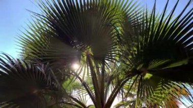  Palmiye ağaçları, rüzgarın savurduğu palmiye yaprakları, güneş parıldıyor ve yaprakların hışırtısı, uzak ülkeler, dinlenme, dinlenme yeri