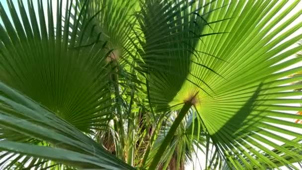 Palmbomen Wind Zwaait Palmbladeren Zon Schitteren Geritsel Van Bladeren Verre — Stockvideo