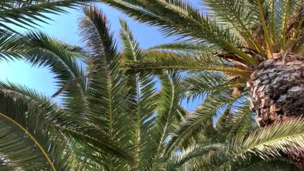 Palmbomen Wind Zwaait Palmbladeren Zon Schitteren Geritsel Van Bladeren Verre — Stockvideo