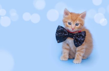 Boynunda siyah bir papyon olan küçük komik bir kızıl kedi yavrusu mavi bir arka planda oturuyor ve beyaz bokeh kameraya bakıyor. Pankart. Yatay format. Kopyalama alanı