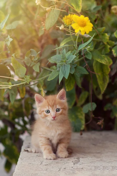 Sarı Çiçekli Çalılığın Yanında Küçük Bir Kızıl Kedi Yavrusu Oturur — Stok fotoğraf