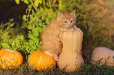 Küçük kızıl bir kedi yavrusu bahçedeki balkabaklarının üzerine oturur ve güneşli bir günde dışarıdaki kameraya bakar. Aşk konsepti, hayvan bakımı, veteriner tıbbı. Cadılar Bayramı. Boşluğu kopyala