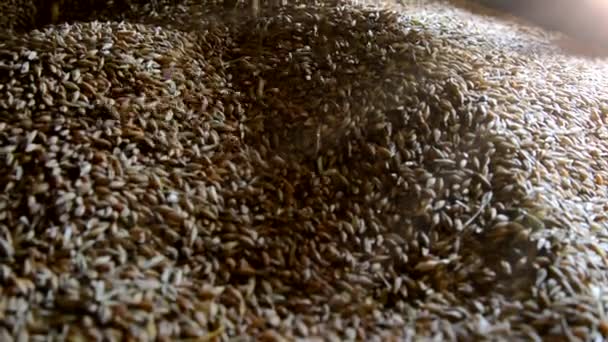 Reife Weizenkörner werden von oben auf einen großen Haufen gegossen. Nahaufnahme. Das Konzept der Landwirtschaft, gesunde Lebensweise, ökologische Produkte. Platz für Text — Stockvideo