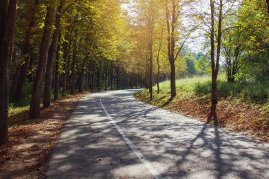 Güneşli bir yaz gününde yürüyüş ve bisiklet yolları olan güzel bir halk parkı. Yoldaki ağaç dallarının gölgeleri. Tasarım için arka plan. Spor anlayışı, sağlıklı yaşam tarzı, seyahat. Kopyalama alanı