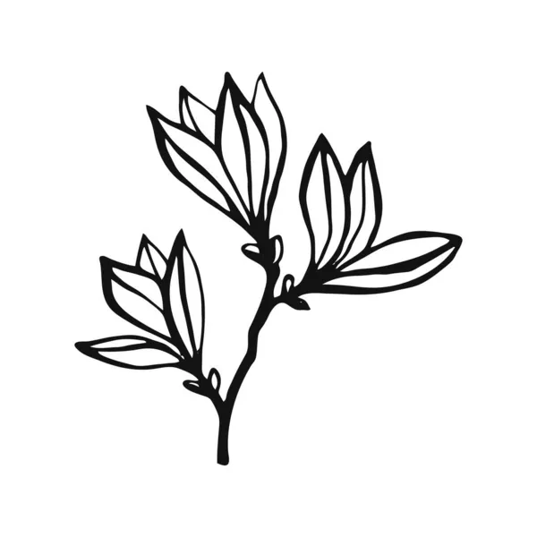 手绘植物轮廓 植物和叶子元素 白色背景的线条艺术风格 — 图库矢量图片