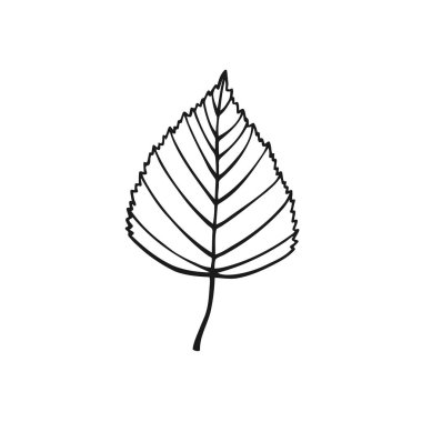 Elle çizilmiş huş yaprağı ana hatları. Beyaz arkaplanda çizgi sanatı biçimi izole.