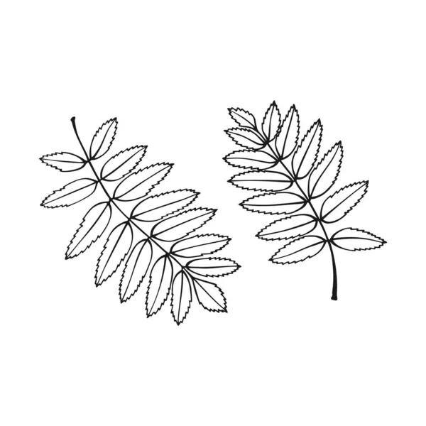 Çizimi Rowan Yaprağı Taslağı Beyaz Arkaplanda Çizgi Sanatı Biçimi Izole — Stok Vektör