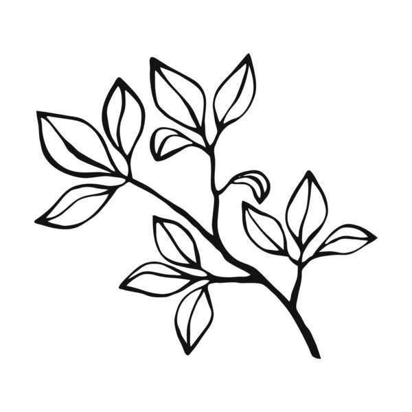 手绘植物轮廓 植物和叶子元素 白色背景的线条艺术风格 — 图库矢量图片