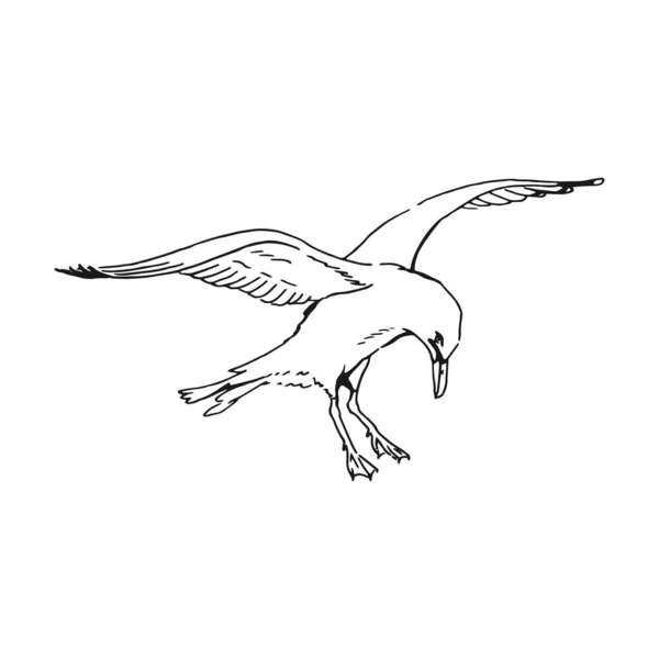 飛ぶカモメのスケッチ 手描きイラストをベクトルに変換 白を基調としたラインアートスタイル — ストックベクタ