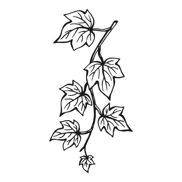 Ivy Branch Hand Drawn Illustration Converted Vector — Stock Vector