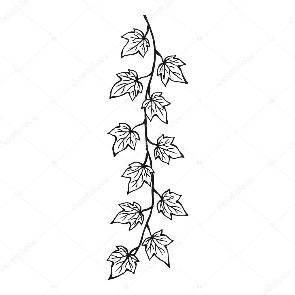Ivy branch. Hand drawn illustration converted to vector.