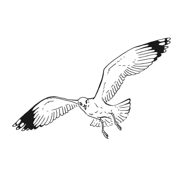 Sketch Flying Seagulls Hand Drawn Illustration Converted Vector Line Art — Stock Vector