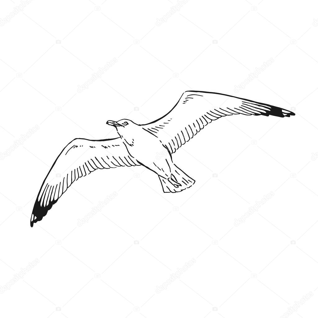 Sketch of flying seagulls. Hand drawn illustration converted to vector. Line art style isolated on white background.