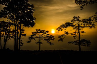 Yeşil yaşam alanı