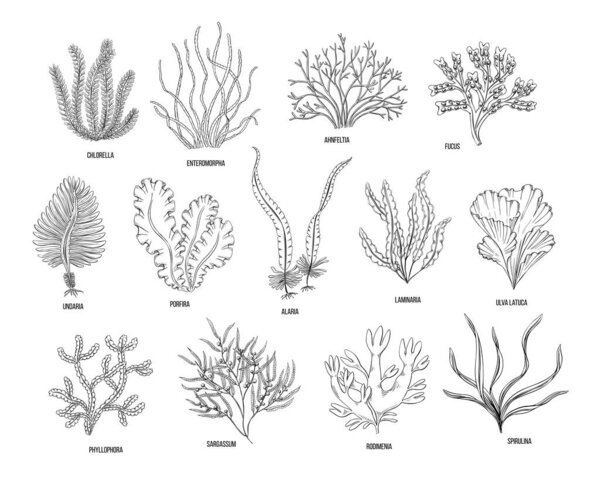 Hand drawn algae black set on white background. Vector illustration isolated sketch. Line art.