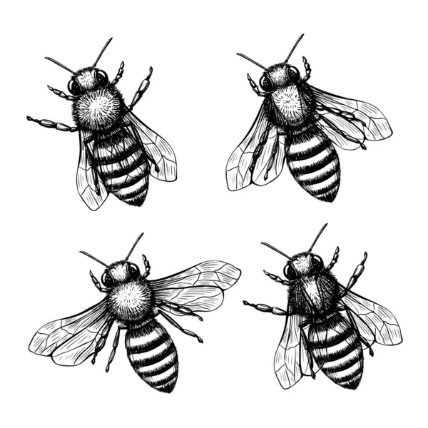 Lebah diatur dalam gaya sketsa pada latar belakang hitam. Alam vektor elemen desain gambar vintage ditetapkan. Gambar tangan - Stok Vektor